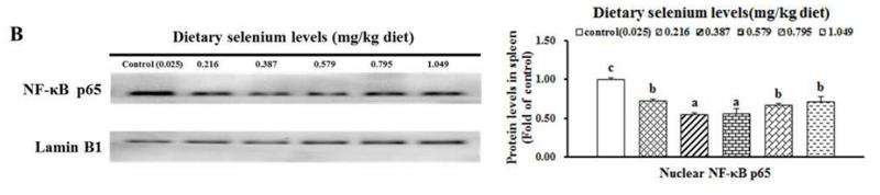 NF-kB p65 Antibody - Fig.