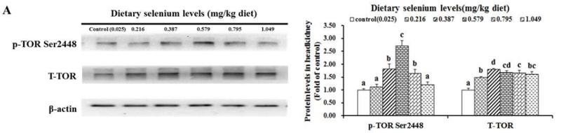 mTOR Antibody - Fig.