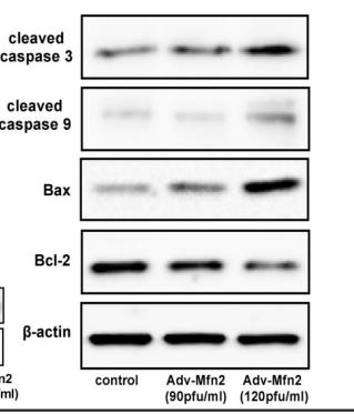 Bcl-2 Antibody - Fig.