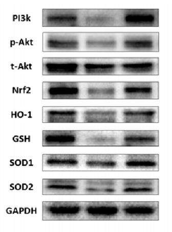 SOD2/MnSOD Antibody - Fig.