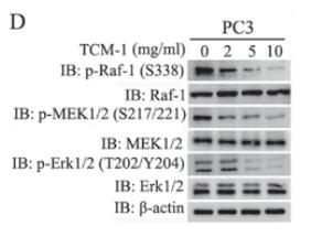 Phospho-MEK1/2 (Ser218+Ser222/Ser222+Ser226) Antibody - Figure 5.