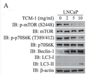 Phospho-mTOR (Ser2448) Antibody - Figure 6.