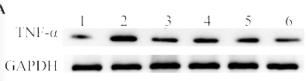 TNF alpha Antibody - Fig.