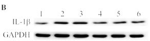 IL1 beta Antibody - Fig.