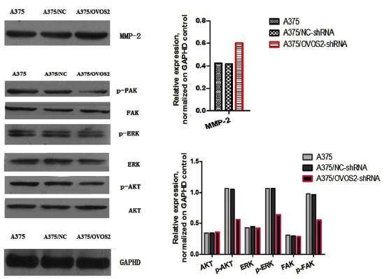 ERK1/2 Antibody - Fig 5.