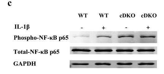 NF-kB p65 Antibody - Figure 5.