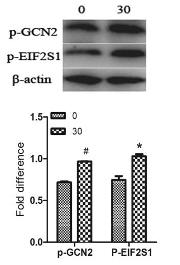 beta Actin Antibody - Fig.