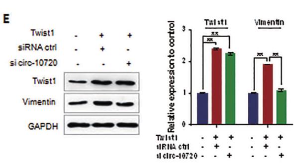 GAPDH Antibody - Figure 3.