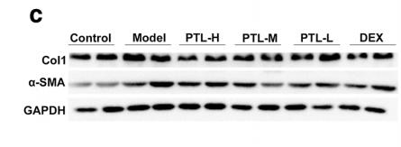 GAPDH Antibody - Fig.