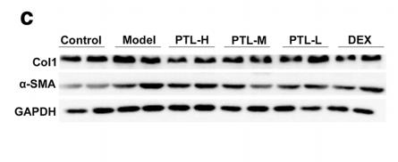 Collagen I Antibody - Fig.