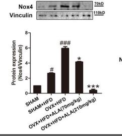 NOX4 Antibody - Fig.