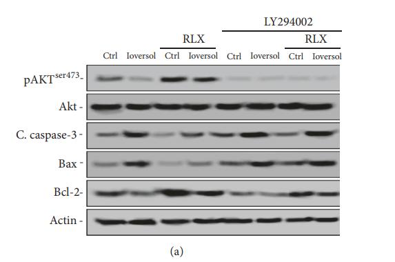 Phospho-AKT1/2/3 (Ser473) Antibody - Figure 5:  |Effects of RLX on the expression of pAkt and apoptosis proteins.