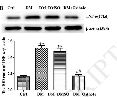 TNF alpha Antibody - Fig.
