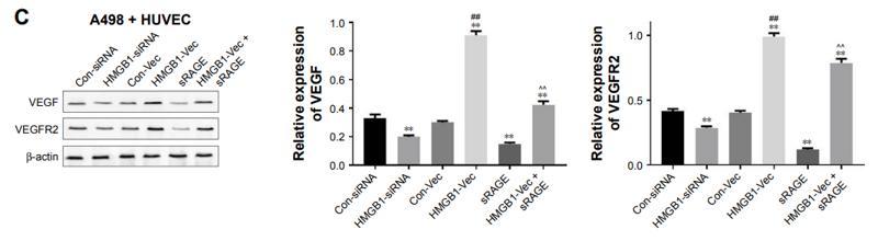 VEGFA Antibody - Figure 5 |The effects of HMGB1 on RCC-stimulated VEGF and VEGFR2 expressions in HUVEC.