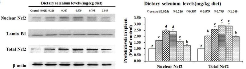 beta Actin Antibody - Fig.