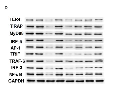 NF-kB p65 Antibody - FIGURE 5 | Effect of emodin on TLR4 and downstream molecules after TLR4 knock-down.