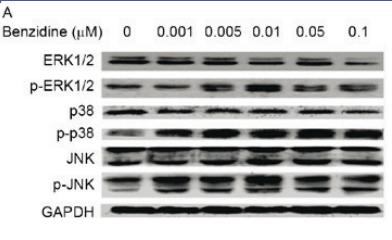 Phospho-JNK1/2/3 (Thr183+Tyr185) Antibody - Figure 4.