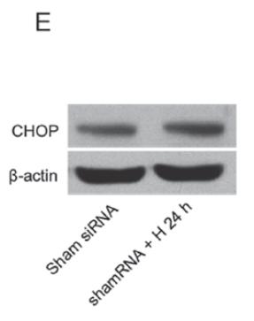 DDIT3/CHOP Antibody - Figure 2.