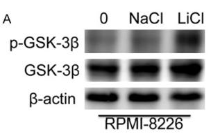 Phospho-GSK3 beta (Ser9) Antibody - Figure 5.
