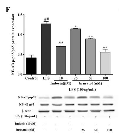 NF-kB p65 Antibody - Fig.