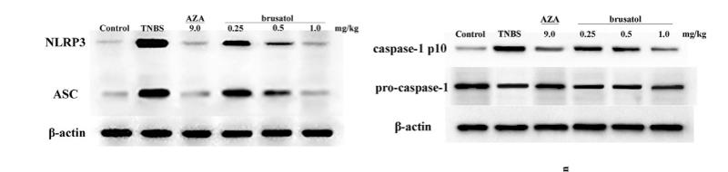 NLRP3 Antibody - Fig.