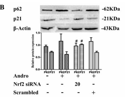 SQSTM1/p62 Antibody - Figure 9.