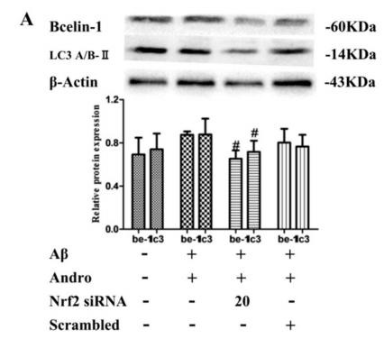 LC3A/B Antibody - Figure 10.