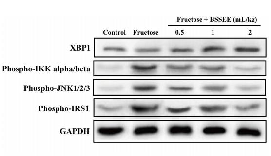Phospho-JNK1/2/3 (Thr183+Tyr185) Antibody - Figure.