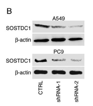 beta Actin Antibody - Figure 5.