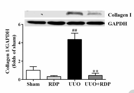 Collagen I Antibody - Figure 2.