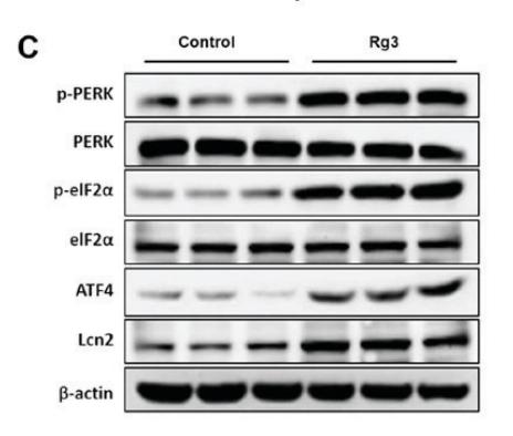 PERK Antibody - Figure 6.