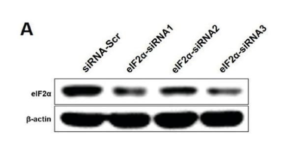 beta Actin Antibody - Figure 2.