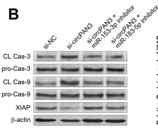 Cleaved-Caspase 9 (Asp353) Antibody - Figure 6.