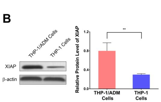 beta Actin Antibody - Figure 5.