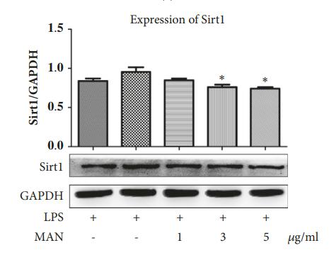 SirT1 Antibody - Figure 3: | Regulation of MAN on NAMPT and Sirt1 in RAW 264.