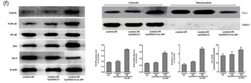 NF-kB p65 Antibody - FIGURE 4| Overexpression of uc.