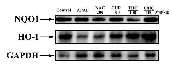 GAPDH Antibody - Figure 10.