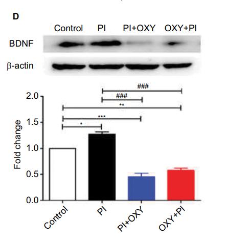BDNF Antibody - Figure 3 |The altered expression of NTs in the spinal cord 24 hours after PI and the effects of oxycodone on NTs.