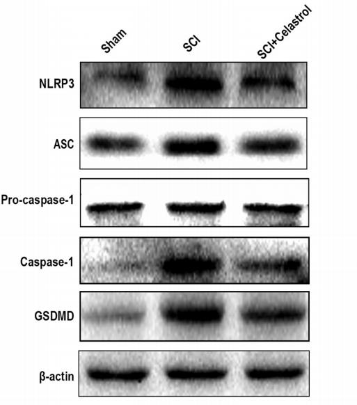 Caspase 1 Antibody - Fig.