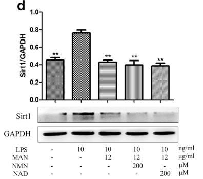 SirT1 Antibody - Fig.