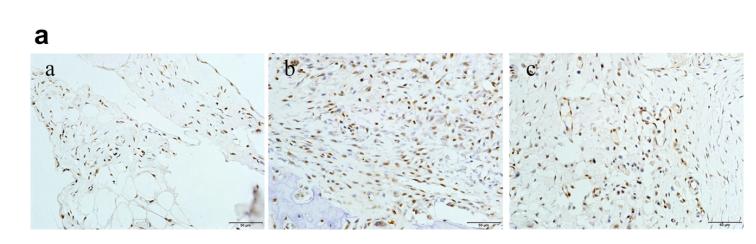 SirT1 Antibody - Fig.