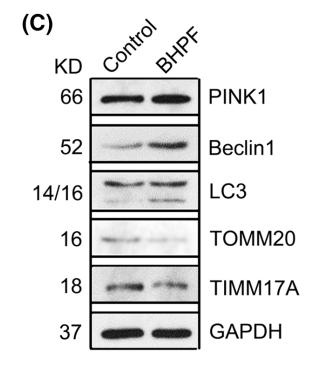 Beclin 1 Antibody - Fig.