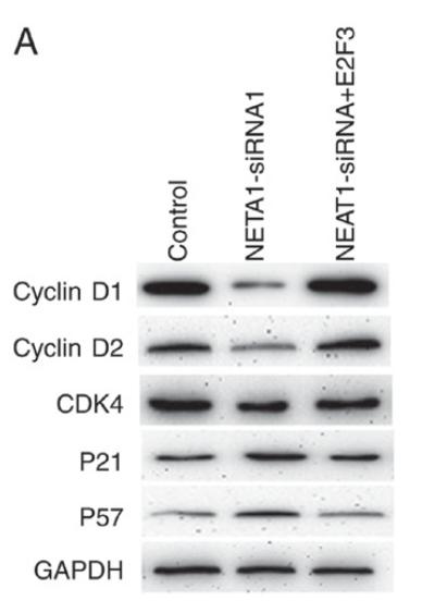 GAPDH Antibody - Figure 4.