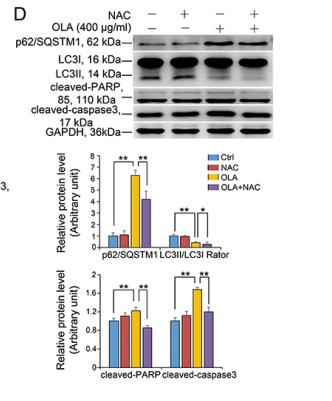 SQSTM1/p62 Antibody - Figure 7: |OLA inhibits autophagic flux and induces apoptosis.