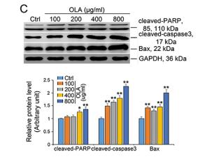 Cleaved-PARP (Asp214) Antibody - Figure 7: |OLA inhibits autophagic flux and induces apoptosis.