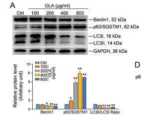 Beclin 1 Antibody - Figure 7: |OLA inhibits autophagic flux and induces apoptosis.
