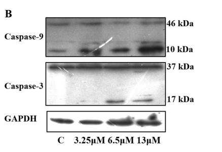 Caspase 9 Antibody - Figure 6.