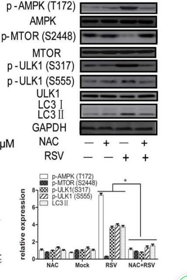 Phospho-mTOR (Ser2448) Antibody - Figure 3.