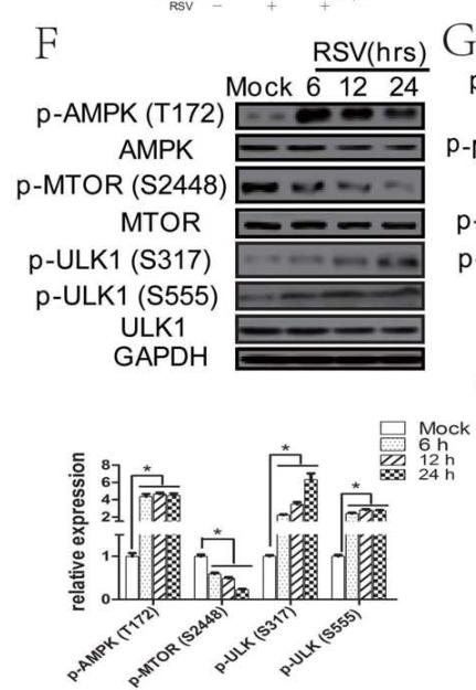 mTOR Antibody - Figure 3.