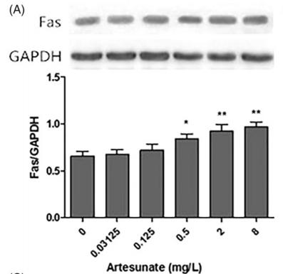 FAS Antibody - Figure 7.